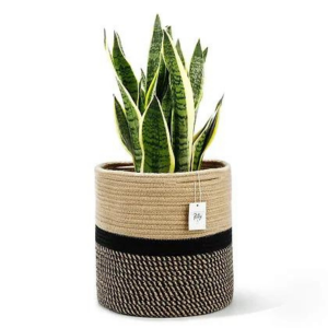 Jute Planter 10" with Snake Plant