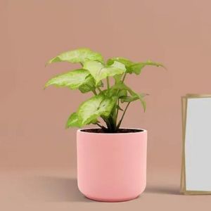 Pink Blush Ceramic Pots for Plants with Matte Finish